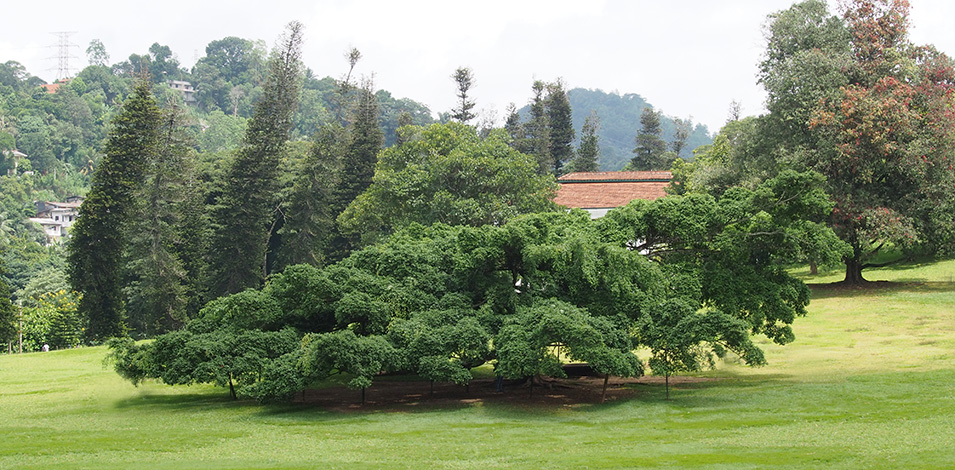 Sri Lanka