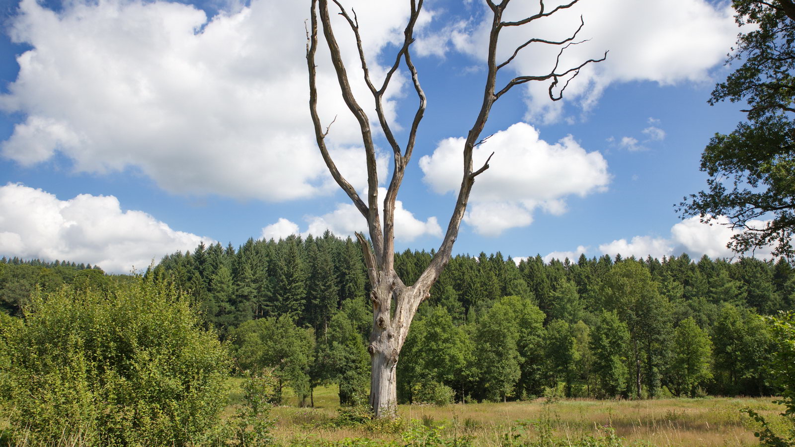 zwischen Mausbach und alte Heide in Freudenberg