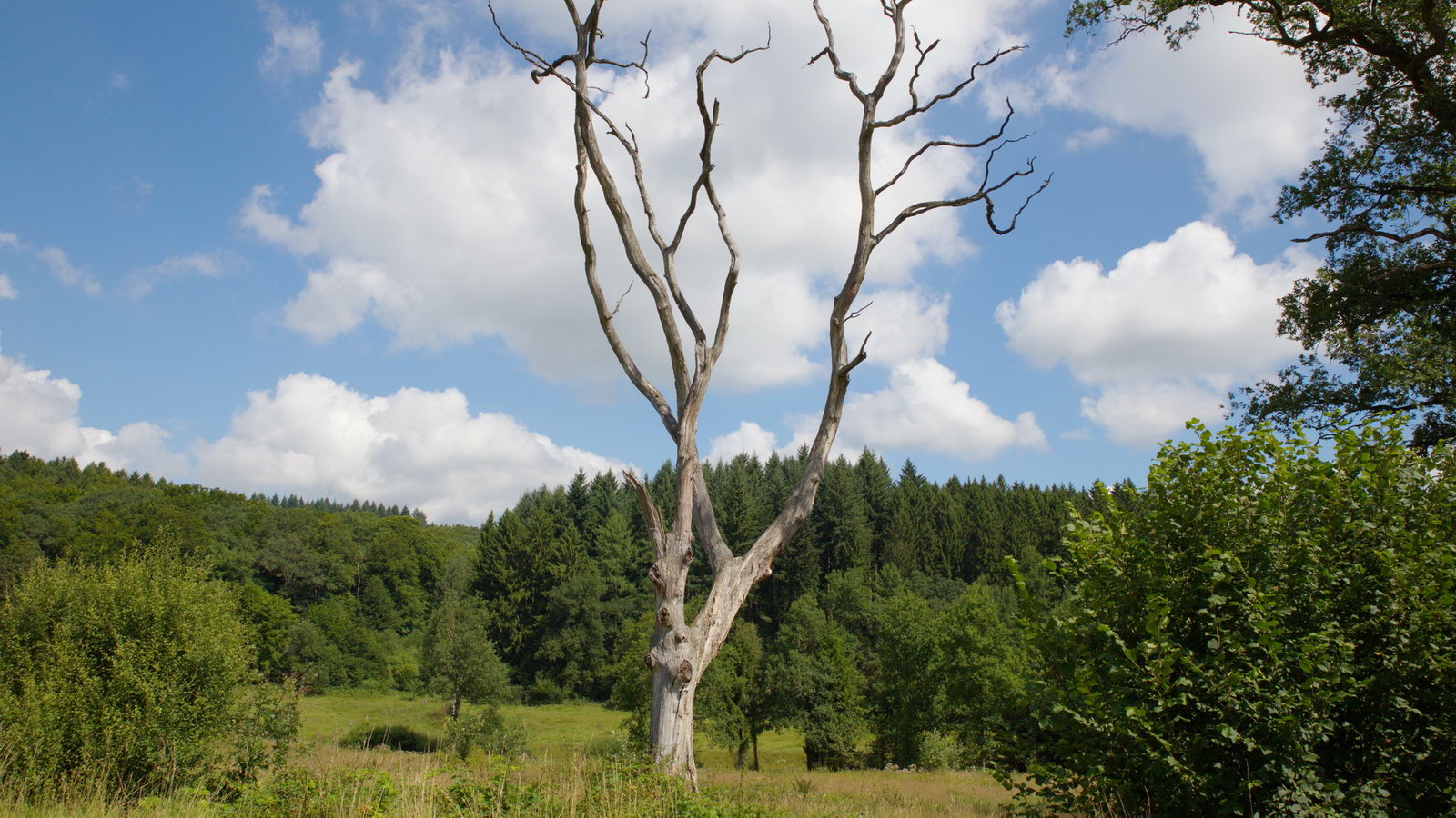 zwischen Mausbach und alte Heide in Freudenberg