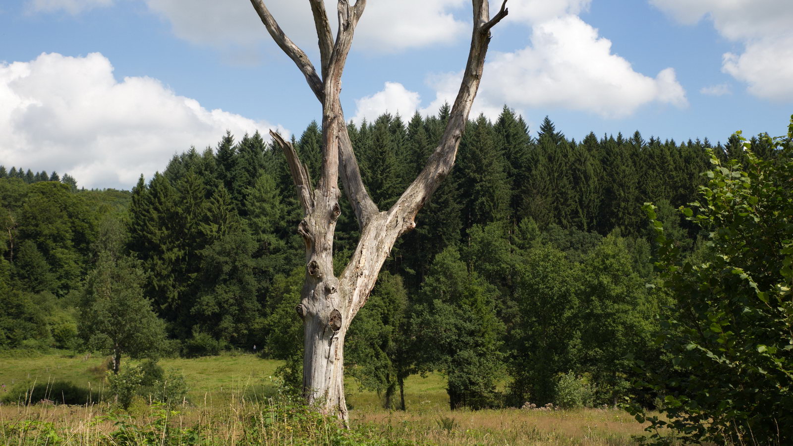 zwischen Mausbach und alte Heide in Freudenberg