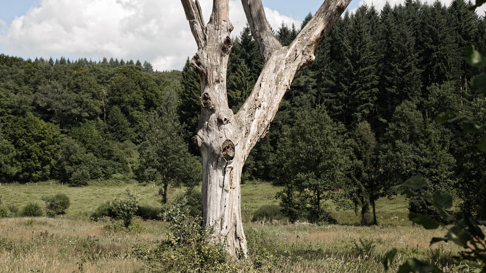 zwischen Mausbach und alte Heide in Freudenberg