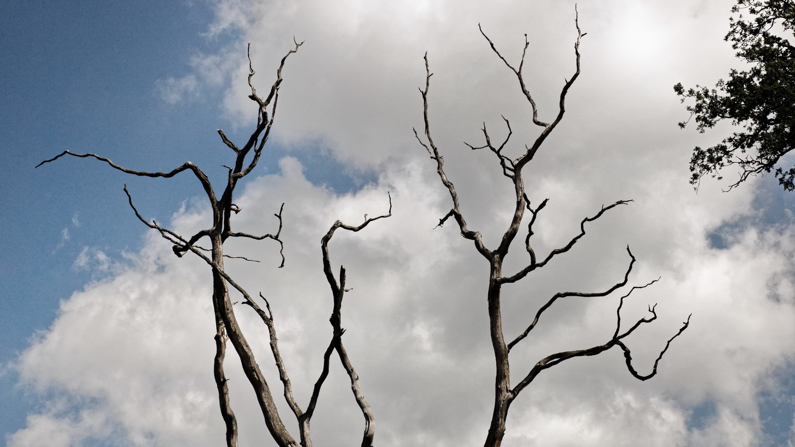 zwischen Mausbach und alte Heide in Freudenberg