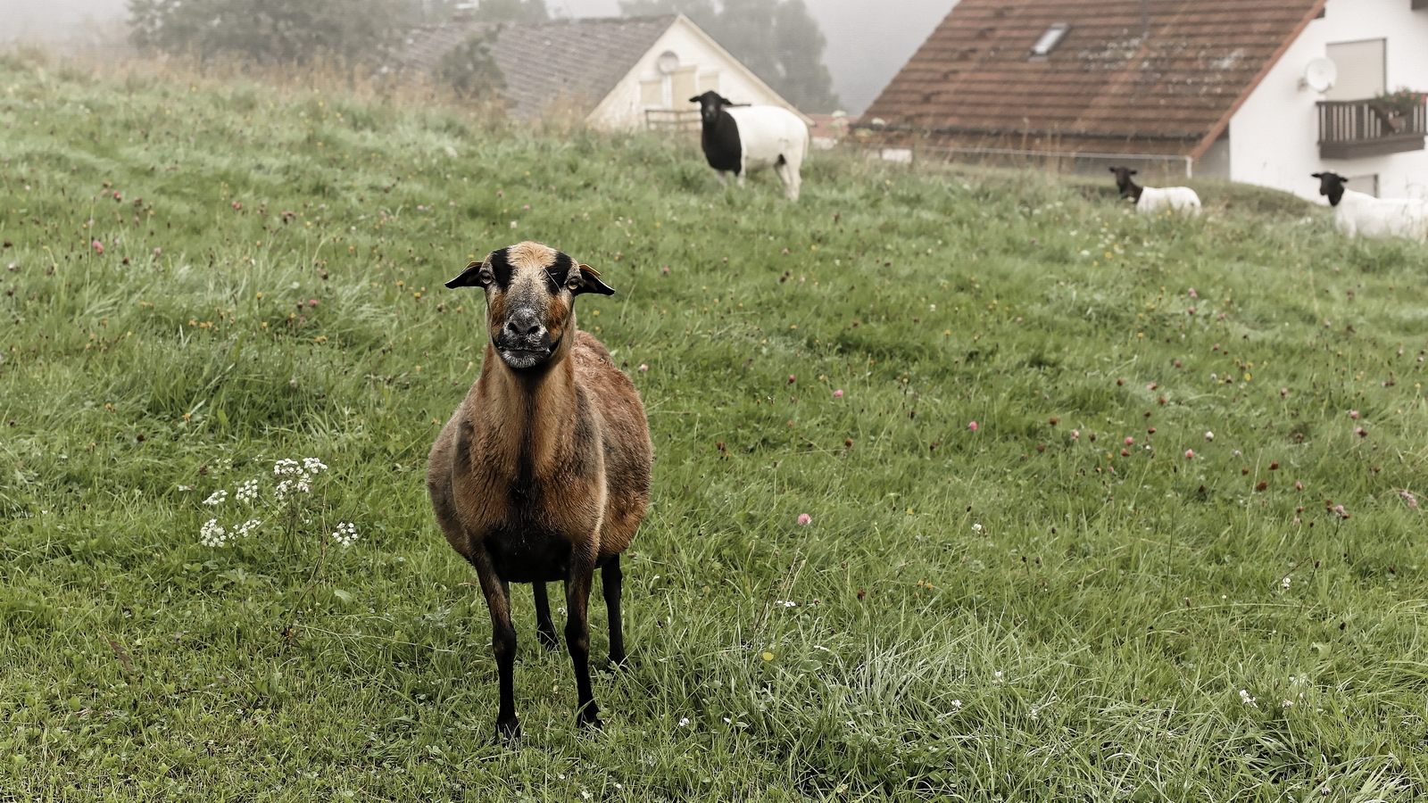 Schafe vor der Tür