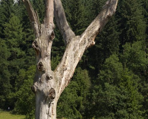 zwischen Mausbach und alte Heide in Freudenberg