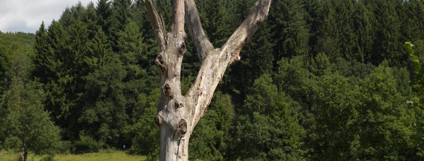 zwischen Mausbach und alte Heide in Freudenberg