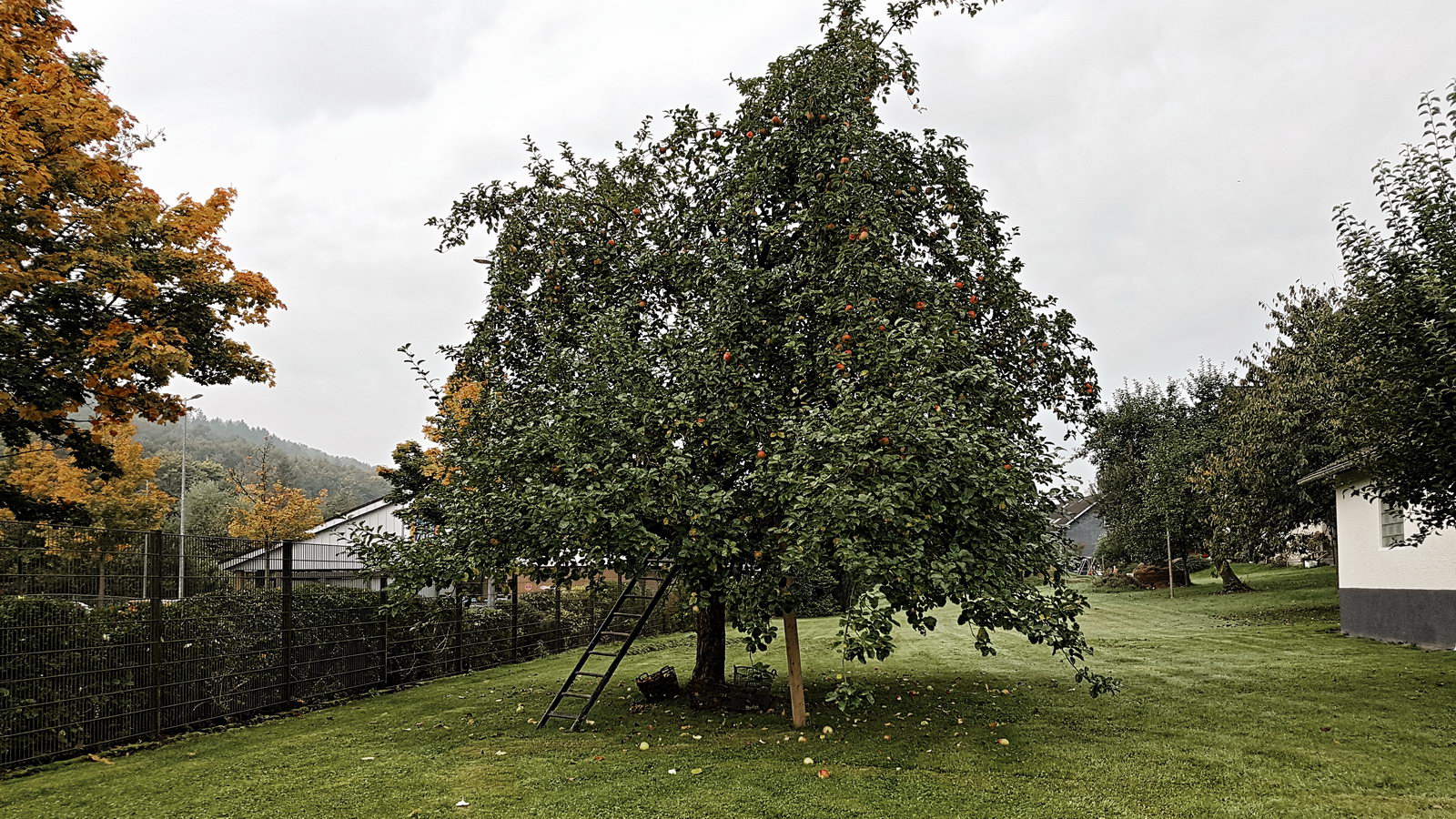 Büschergrund - ein Apfelbaum im Herbst