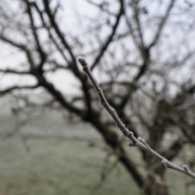 der Apfelbaum im Winter