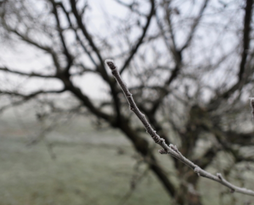 der Apfelbaum im Winter